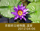 京都府立植物園_温室_2012-04-06