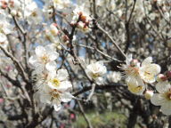 万博記念公園の梅林_2018_02_27